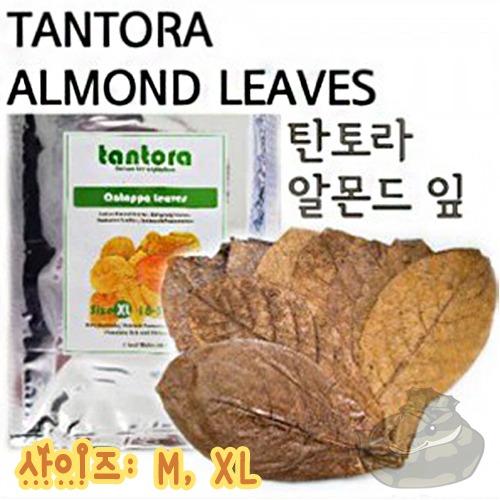 [TANTORA] 탄토라 알몬드 잎